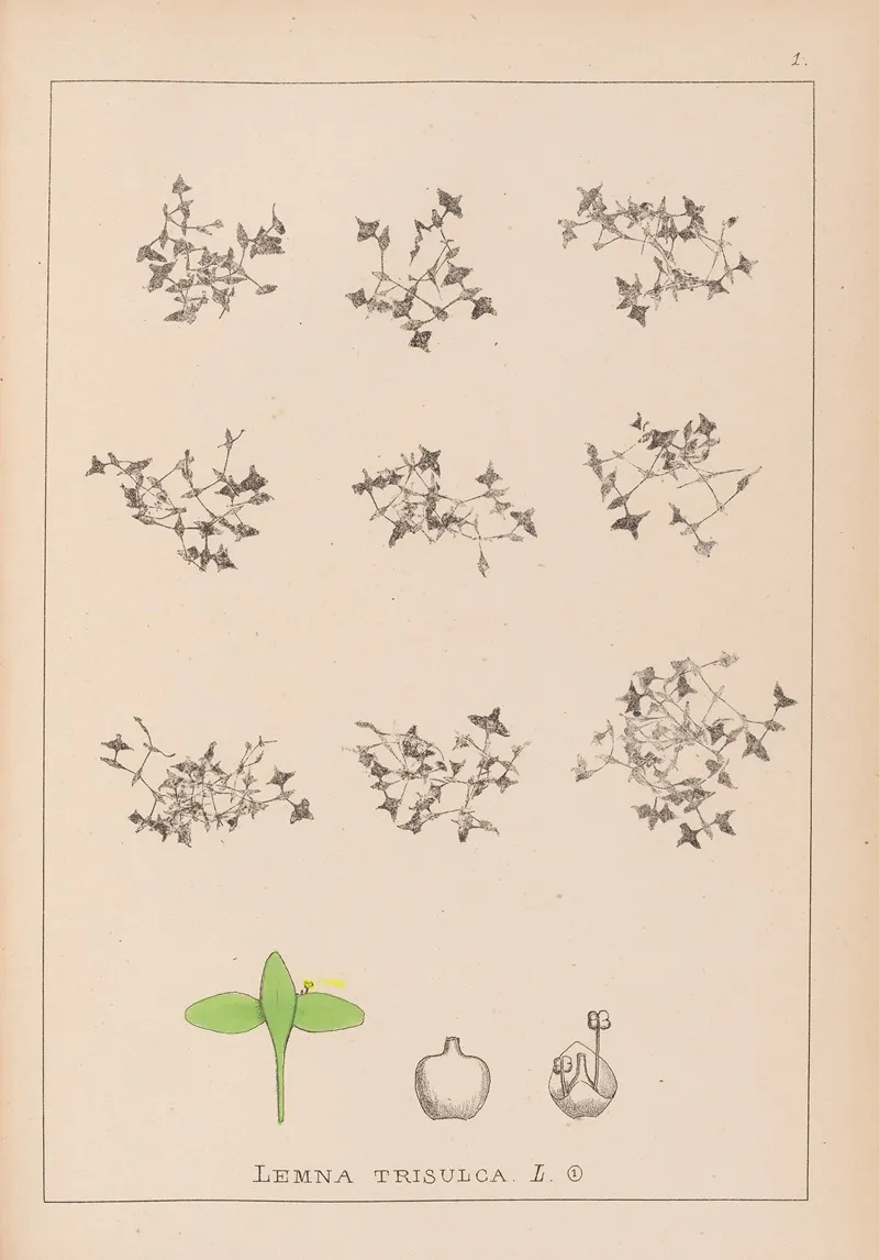 Herbier De La Flore Francaise Pl 1100 Wall Art by Louis Antoine Cusin - High-Resolution Digital Print