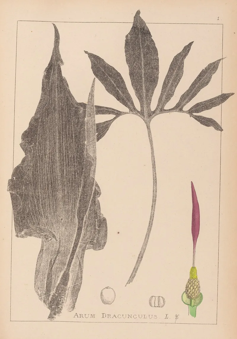 Herbier De La Flore Francaise Pl 1104 Wall Art by Louis Antoine Cusin - High-Resolution Digital Print