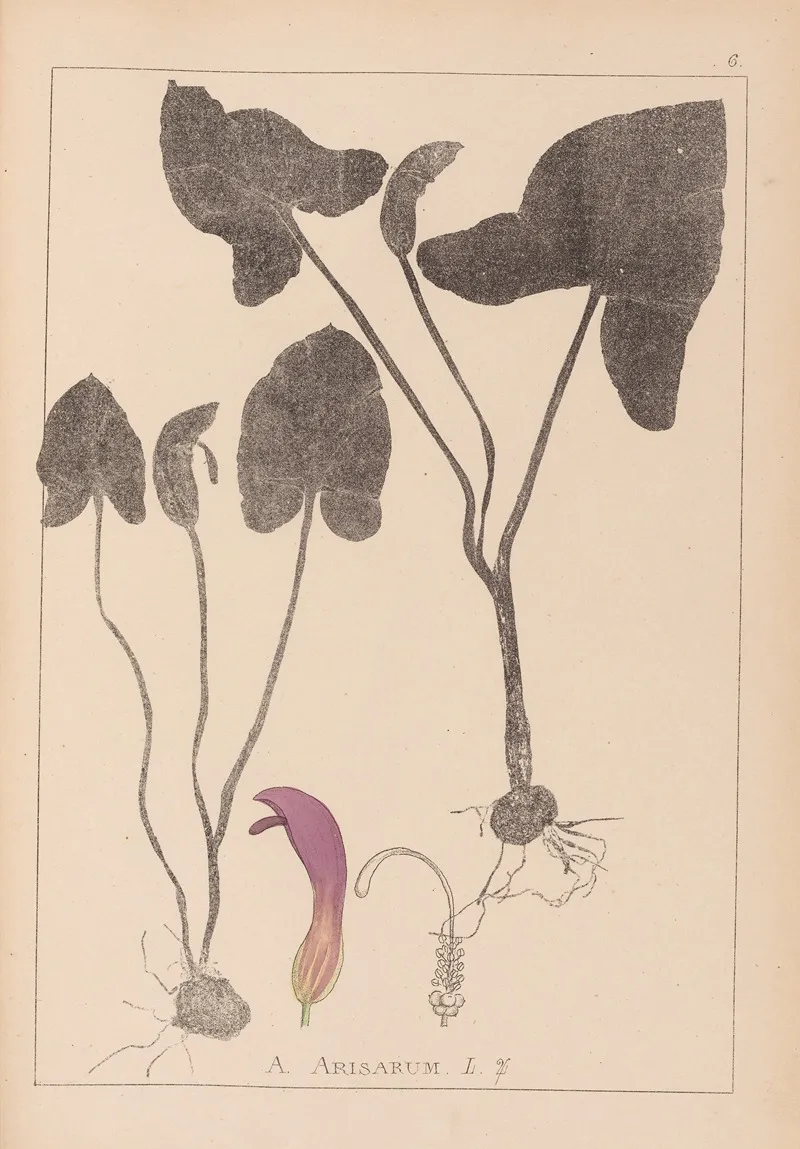 Herbier De La Flore Francaise Pl 1109 Wall Art by Louis Antoine Cusin - High-Resolution Digital Print