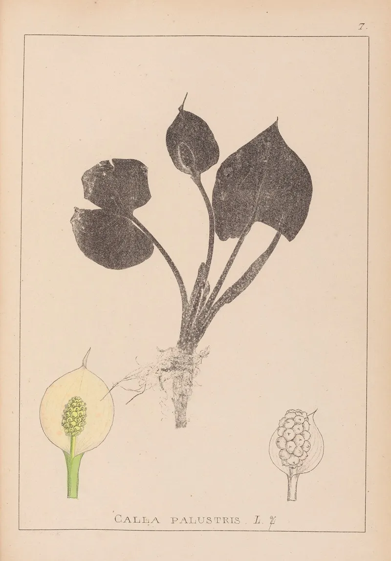 Herbier De La Flore Francaise Pl 1110 Wall Art by Louis Antoine Cusin - High-Resolution Digital Print