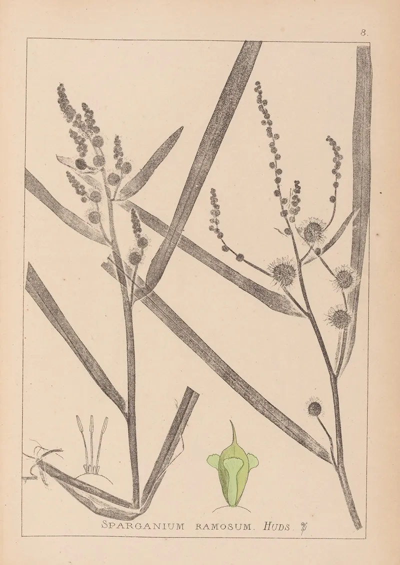 Herbier De La Flore Francaise Pl 1118 Wall Art by Louis Antoine Cusin - High-Resolution Digital Print
