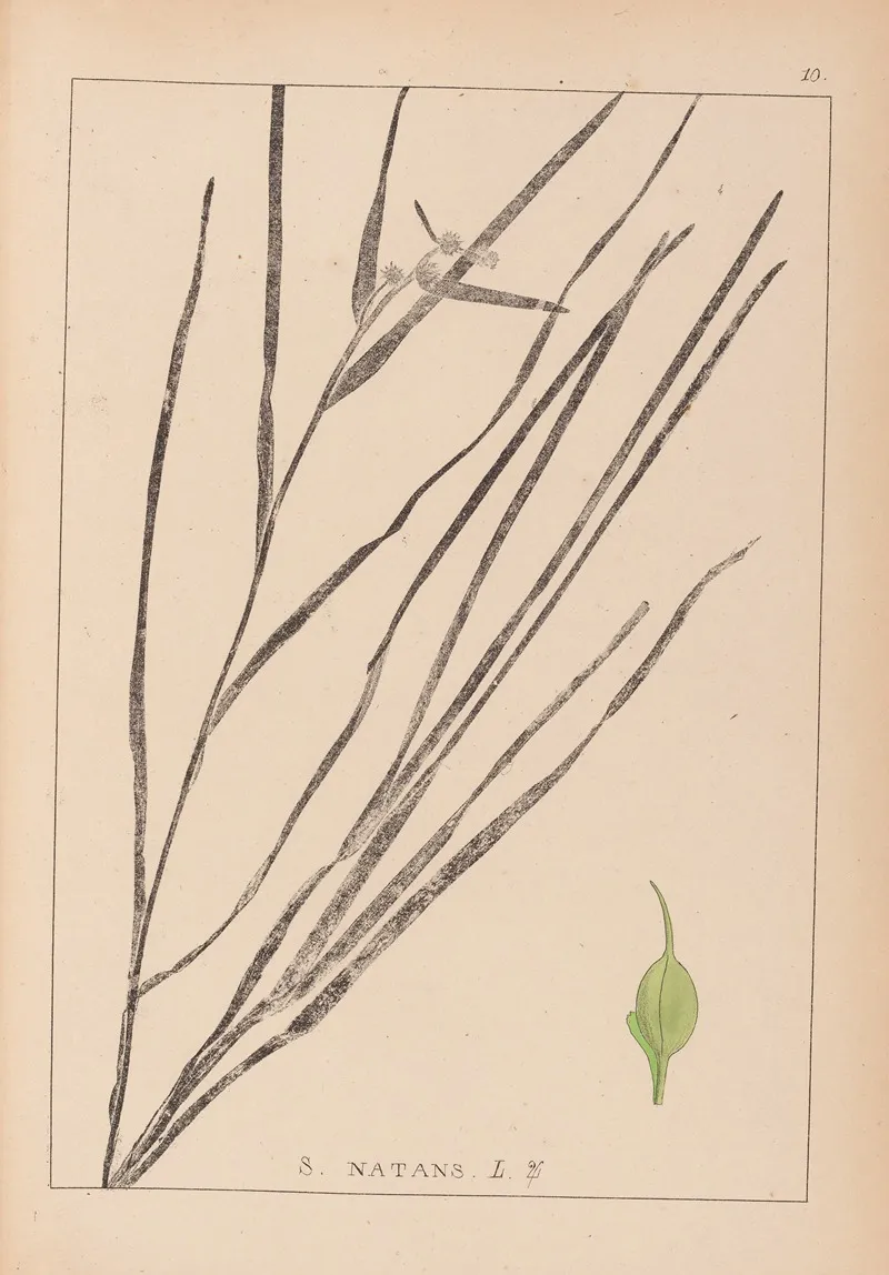 Herbier De La Flore Francaise Pl 1120 Wall Art by Louis Antoine Cusin - High-Resolution Digital Print