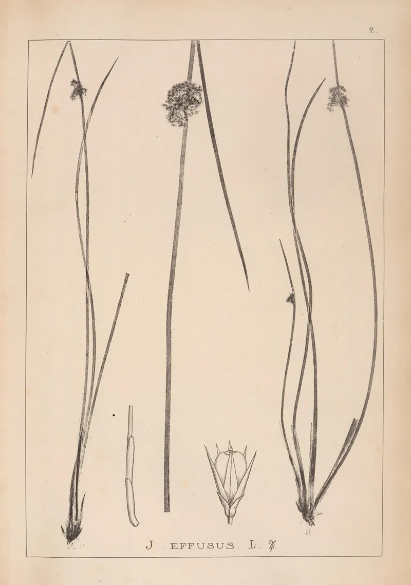 Herbier De La Flore Francaise Pl 1123 Wall Art by Louis Antoine Cusin - High-Resolution Digital Print