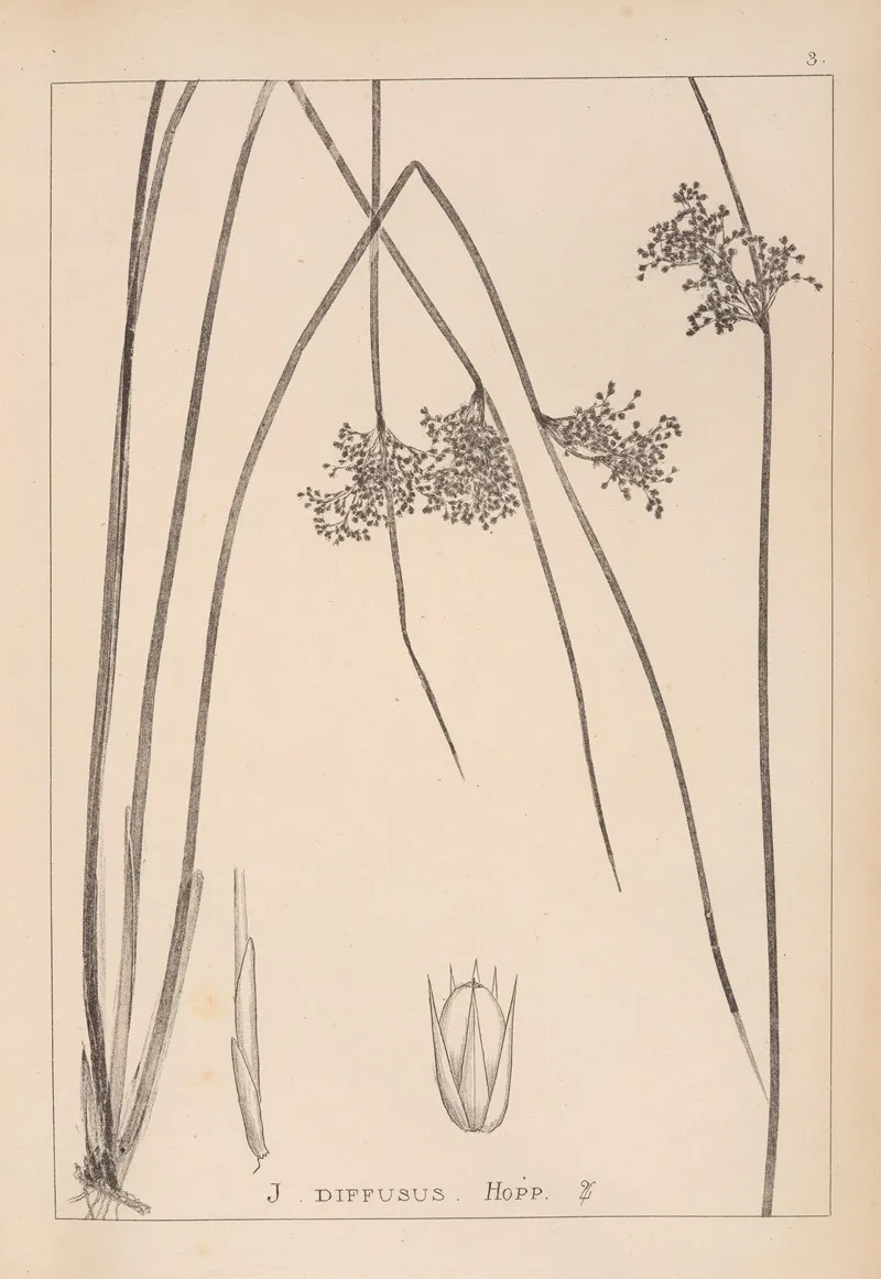 Herbier De La Flore Francaise Pl 1124 Wall Art by Louis Antoine Cusin - High-Resolution Digital Print