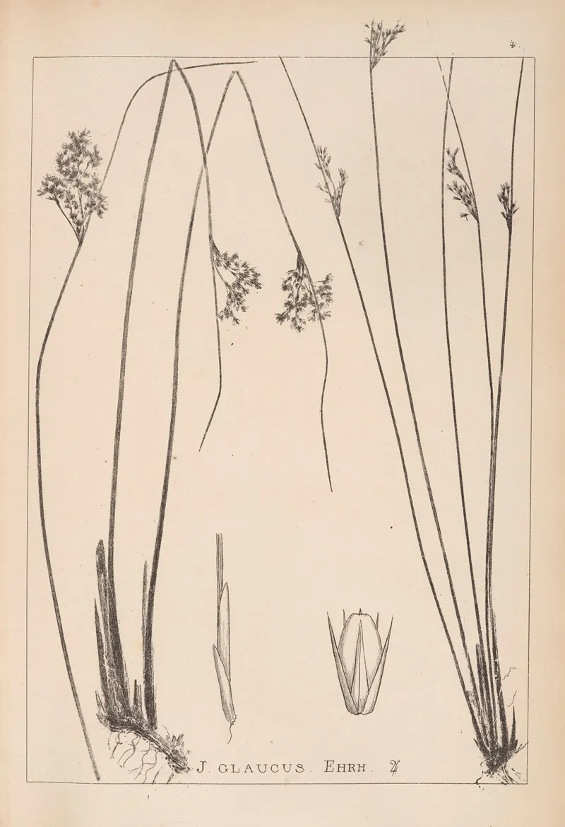 Herbier De La Flore Francaise Pl 1125 Wall Art by Louis Antoine Cusin - High-Resolution Digital Print