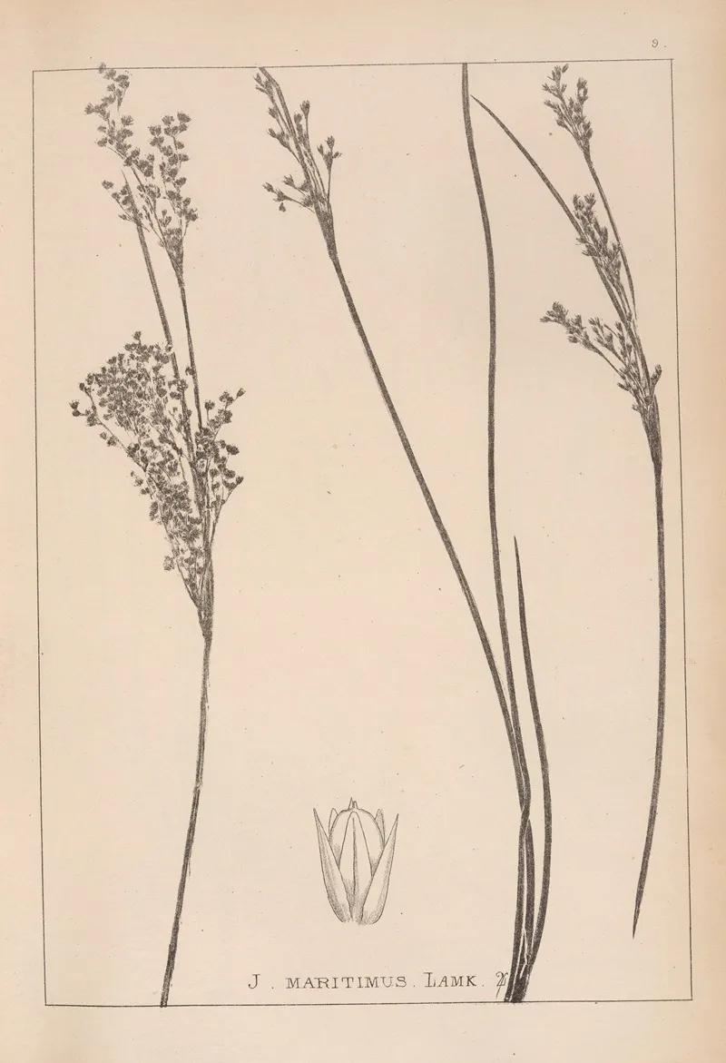 Herbier De La Flore Francaise Pl 1130 Wall Art by Louis Antoine Cusin - High-Resolution Digital Print