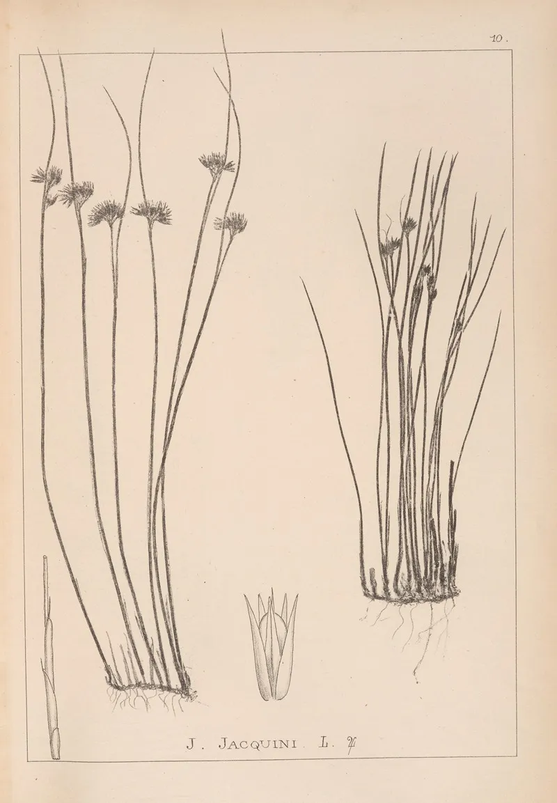 Herbier De La Flore Francaise Pl 1131 Wall Art by Louis Antoine Cusin - High-Resolution Digital Print