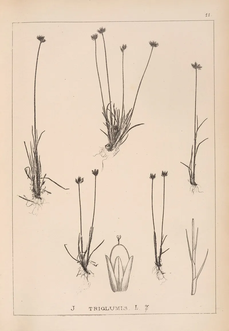 Herbier De La Flore Francaise Pl 1132 Wall Art by Louis Antoine Cusin - High-Resolution Digital Print