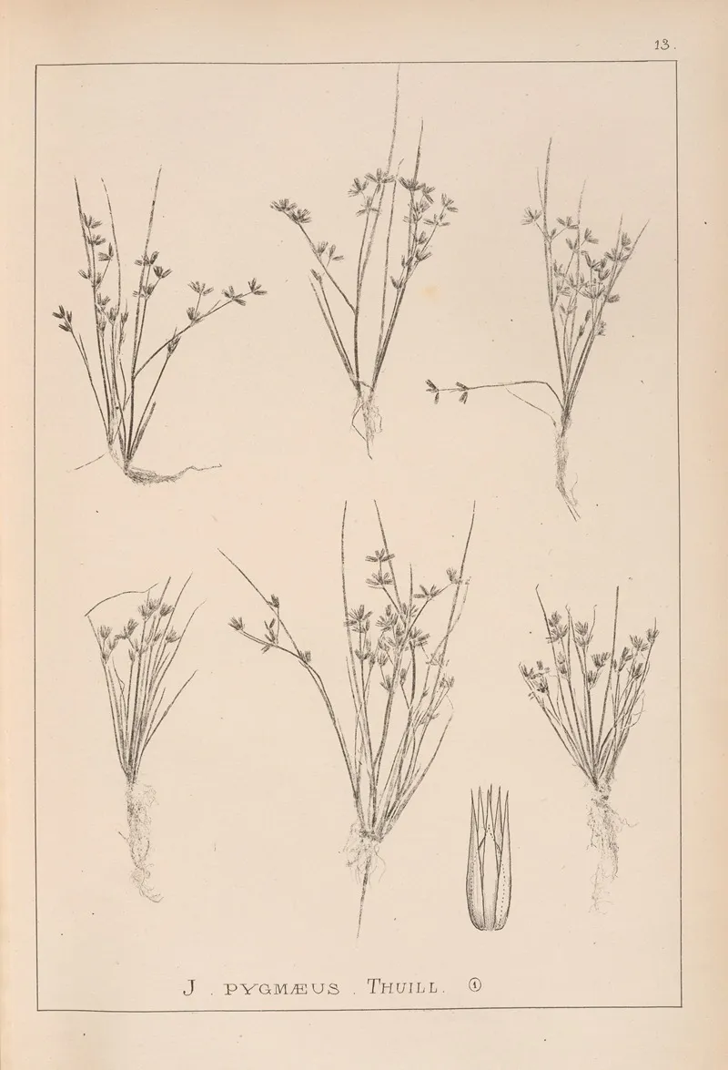 Herbier De La Flore Francaise Pl 1134 Wall Art by Louis Antoine Cusin - High-Resolution Digital Print