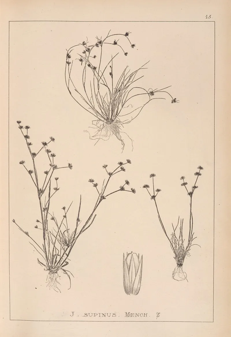 Herbier De La Flore Francaise Pl 1136 Wall Art by Louis Antoine Cusin - High-Resolution Digital Print