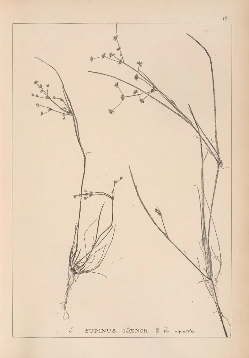 Herbier De La Flore Francaise Pl 1137 Wall Art by Louis Antoine Cusin - High-Resolution Digital Print