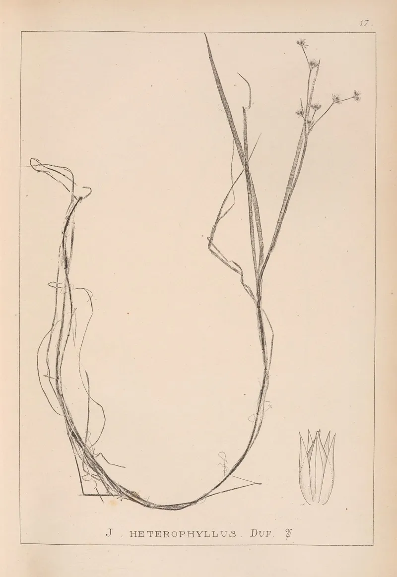 Herbier De La Flore Francaise Pl 1138 Wall Art by Louis Antoine Cusin - High-Resolution Digital Print