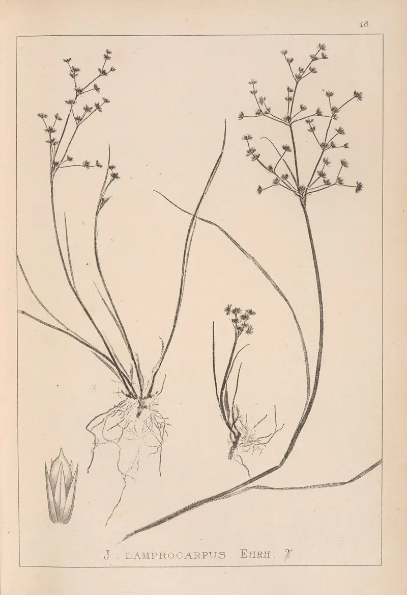 Herbier De La Flore Francaise Pl 1139 Wall Art by Louis Antoine Cusin - High-Resolution Digital Print