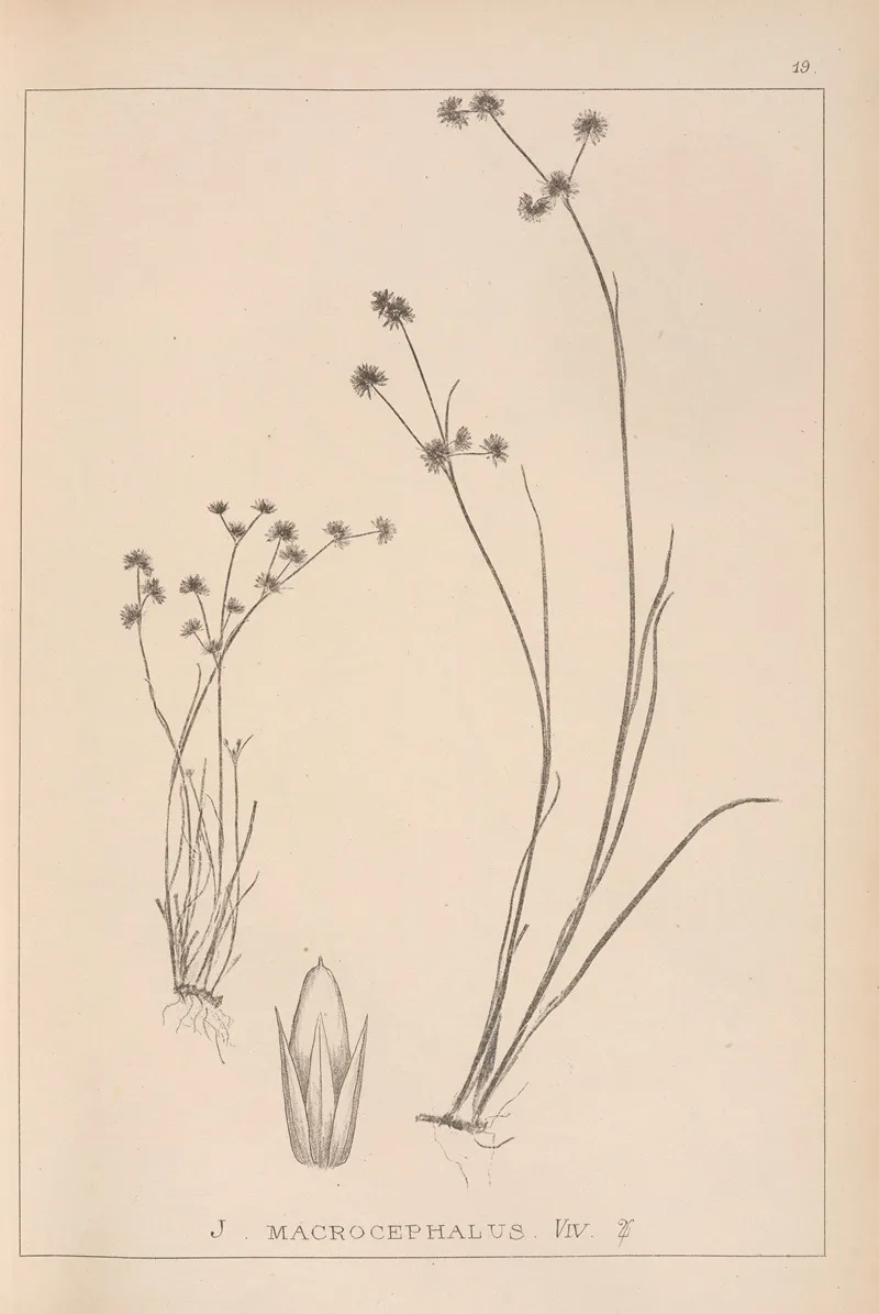 Herbier De La Flore Francaise Pl 1140 Wall Art by Louis Antoine Cusin - High-Resolution Digital Print