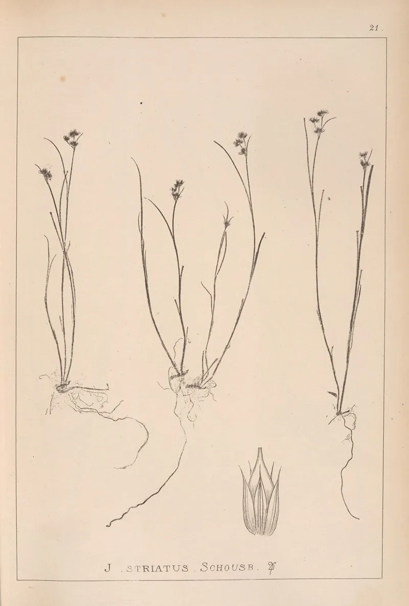 Herbier De La Flore Francaise Pl 1142 Wall Art by Louis Antoine Cusin - High-Resolution Digital Print