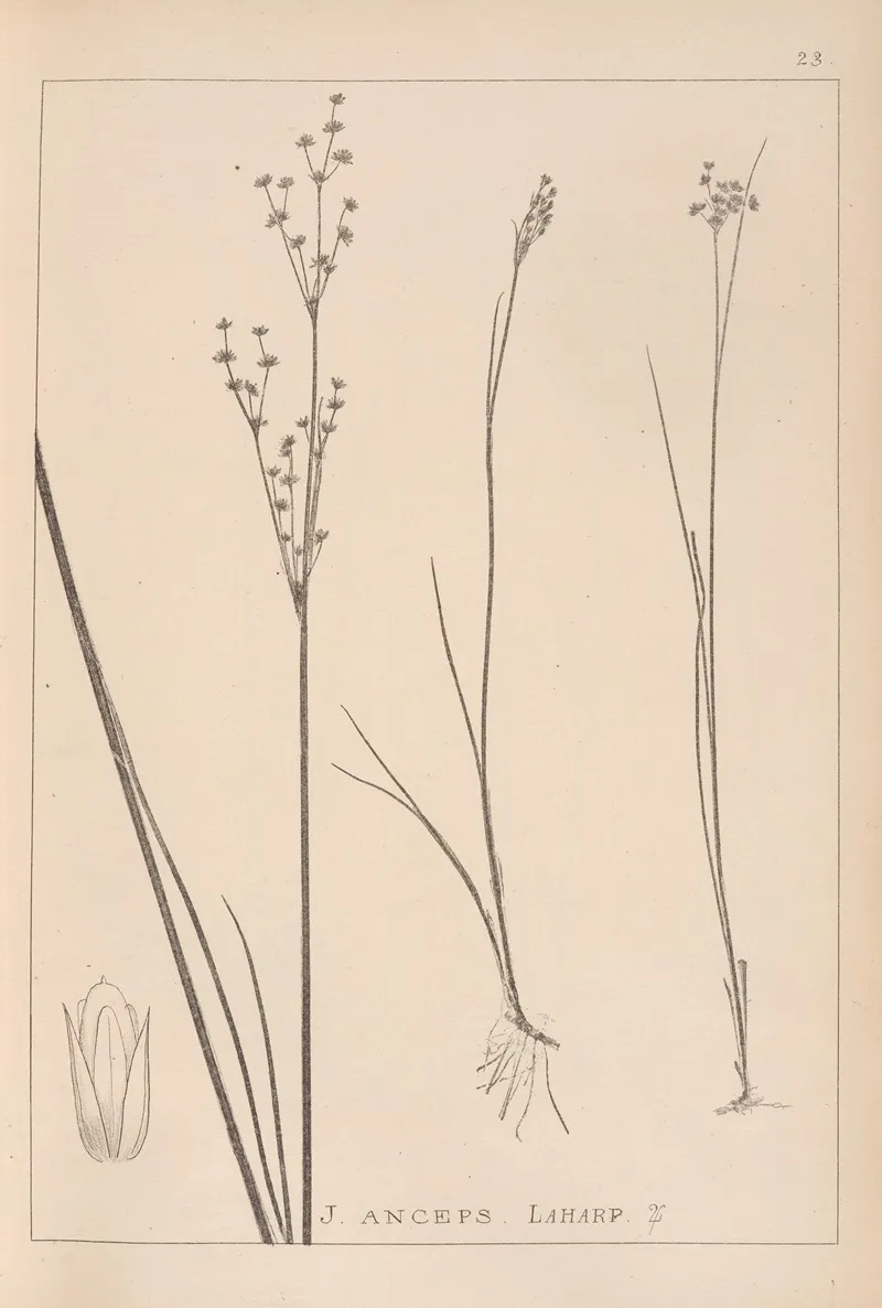 Herbier De La Flore Francaise Pl 1144 Wall Art by Louis Antoine Cusin - High-Resolution Digital Print