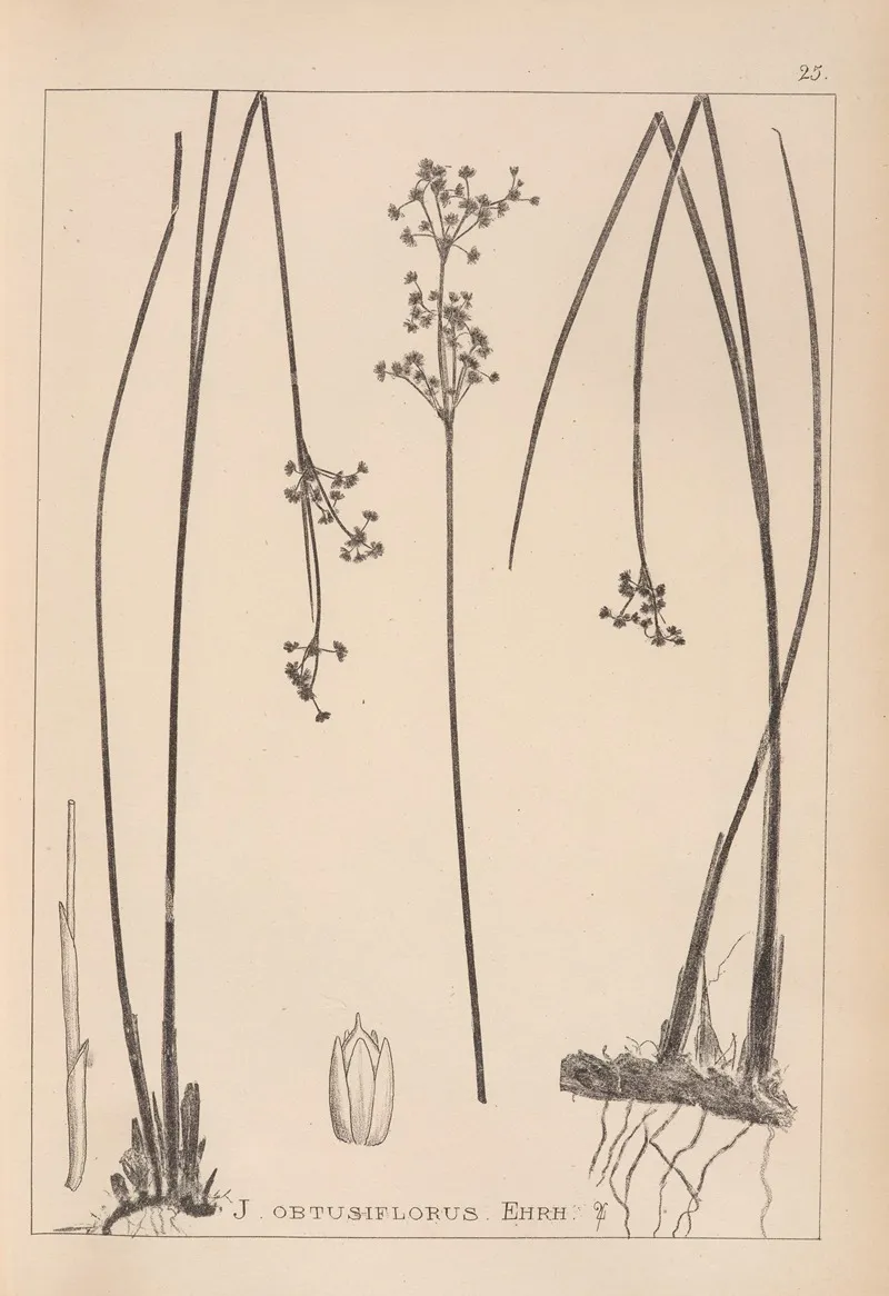 Herbier De La Flore Francaise Pl 1146 Wall Art by Louis Antoine Cusin - High-Resolution Digital Print