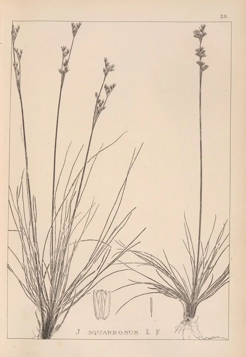 Herbier De La Flore Francaise Pl 1147 Wall Art by Louis Antoine Cusin - High-Resolution Digital Print