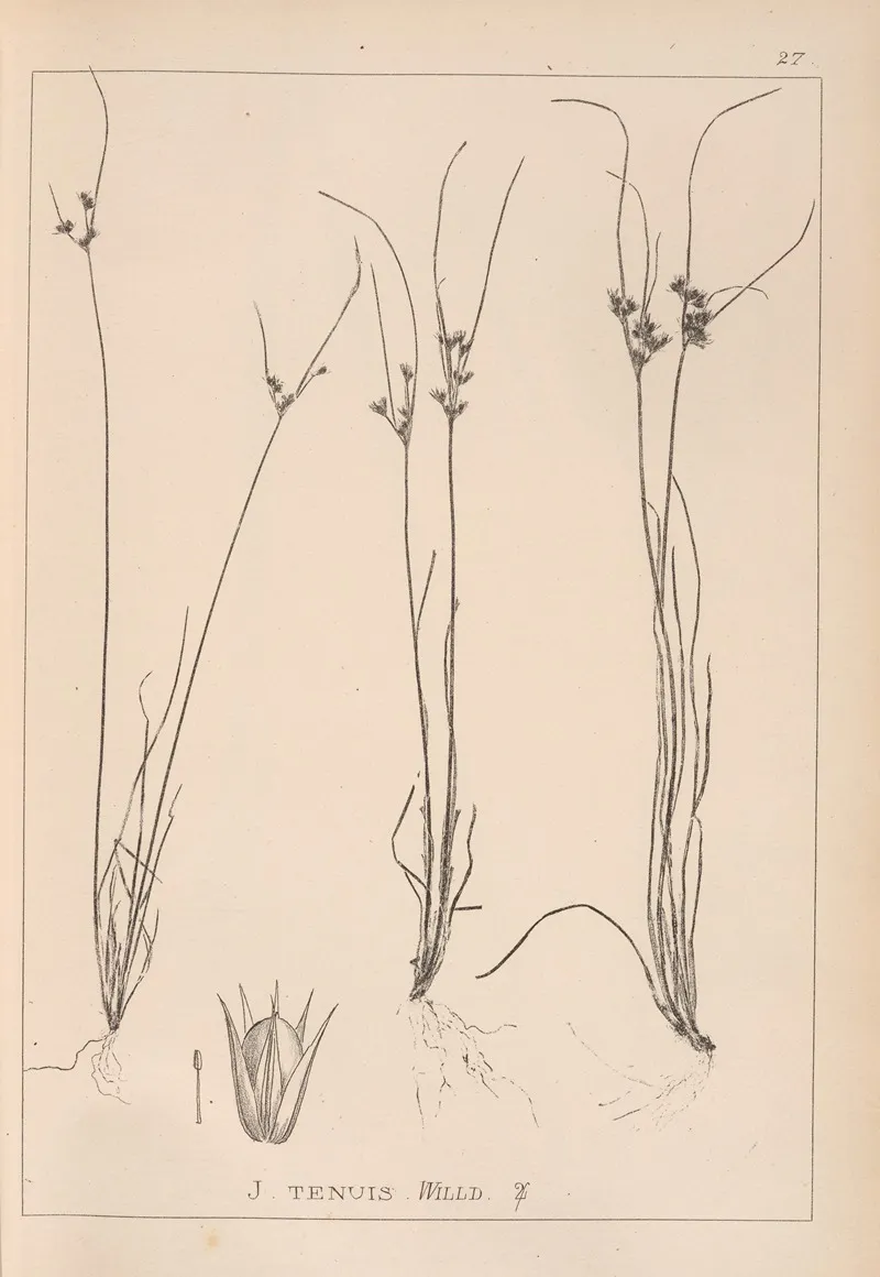 Herbier De La Flore Francaise Pl 1148 Wall Art by Louis Antoine Cusin - High-Resolution Digital Print