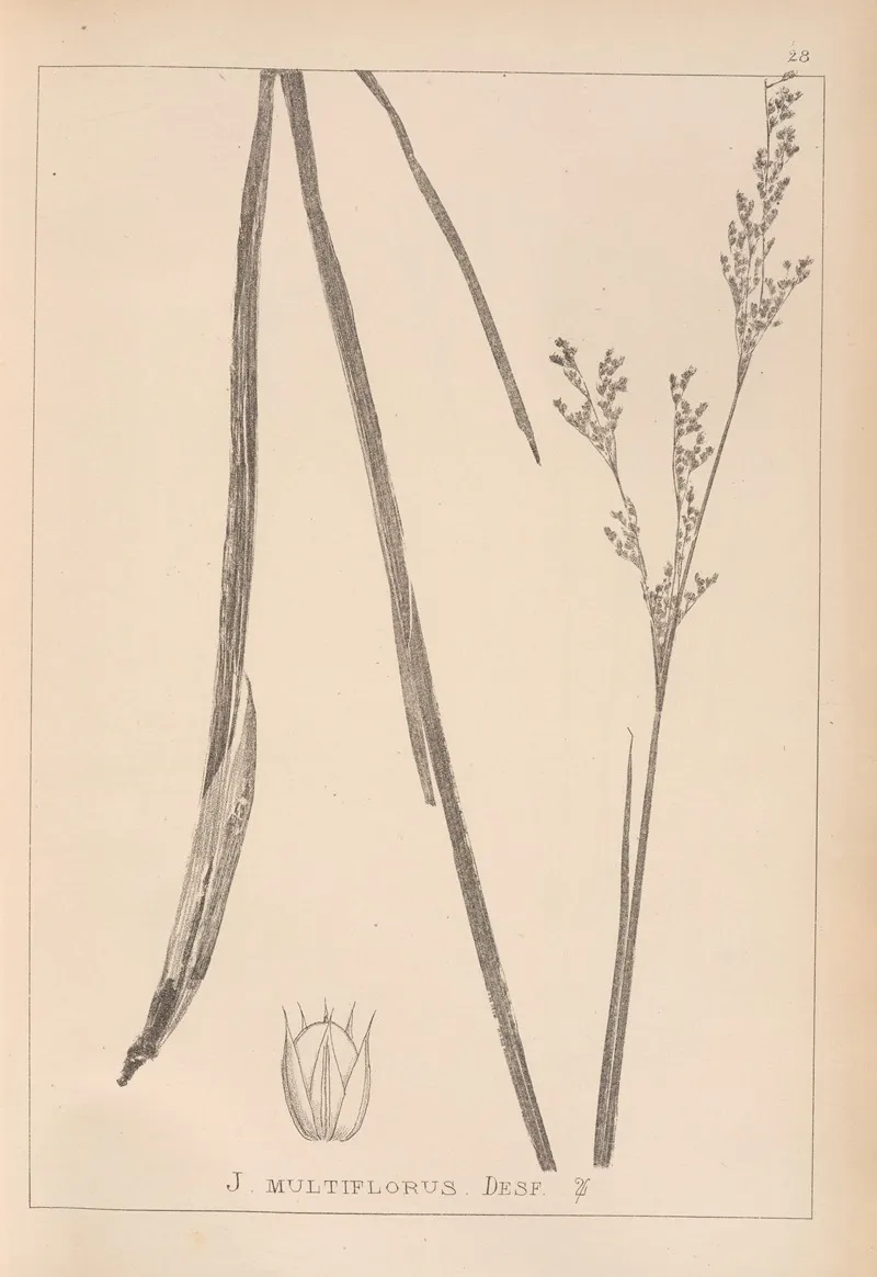 Herbier De La Flore Francaise Pl 1149 Wall Art by Louis Antoine Cusin - High-Resolution Digital Print