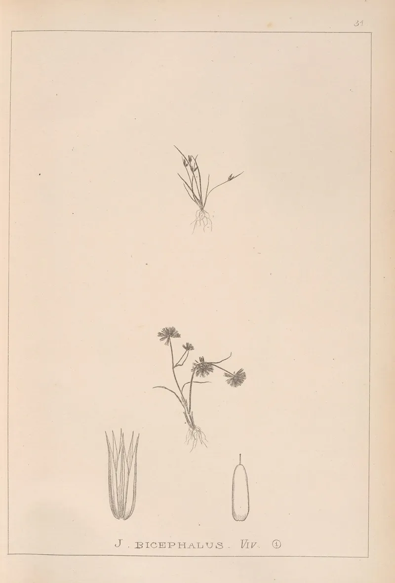 Herbier De La Flore Francaise Pl 1152 Wall Art by Louis Antoine Cusin - High-Resolution Digital Print