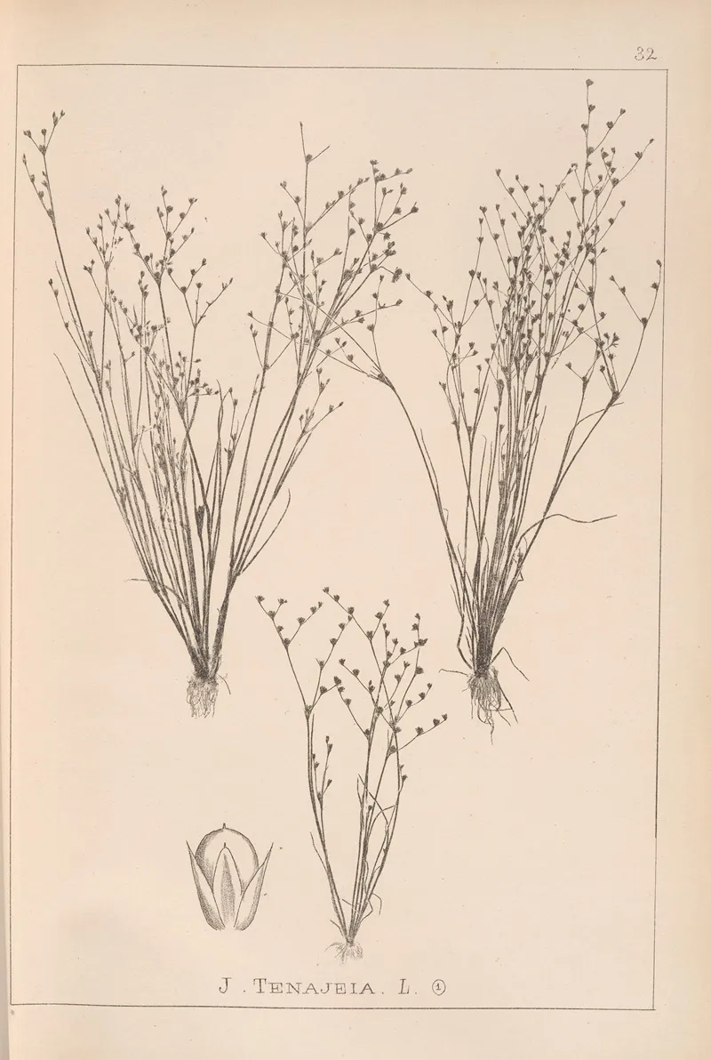 Herbier De La Flore Francaise Pl 1153 Wall Art by Louis Antoine Cusin - High-Resolution Digital Print