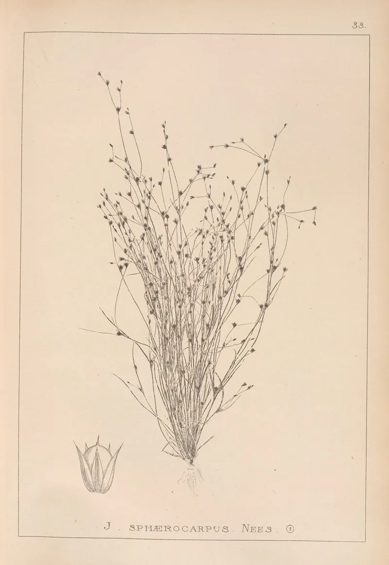Herbier De La Flore Francaise Pl 1154 Wall Art by Louis Antoine Cusin - High-Resolution Digital Print