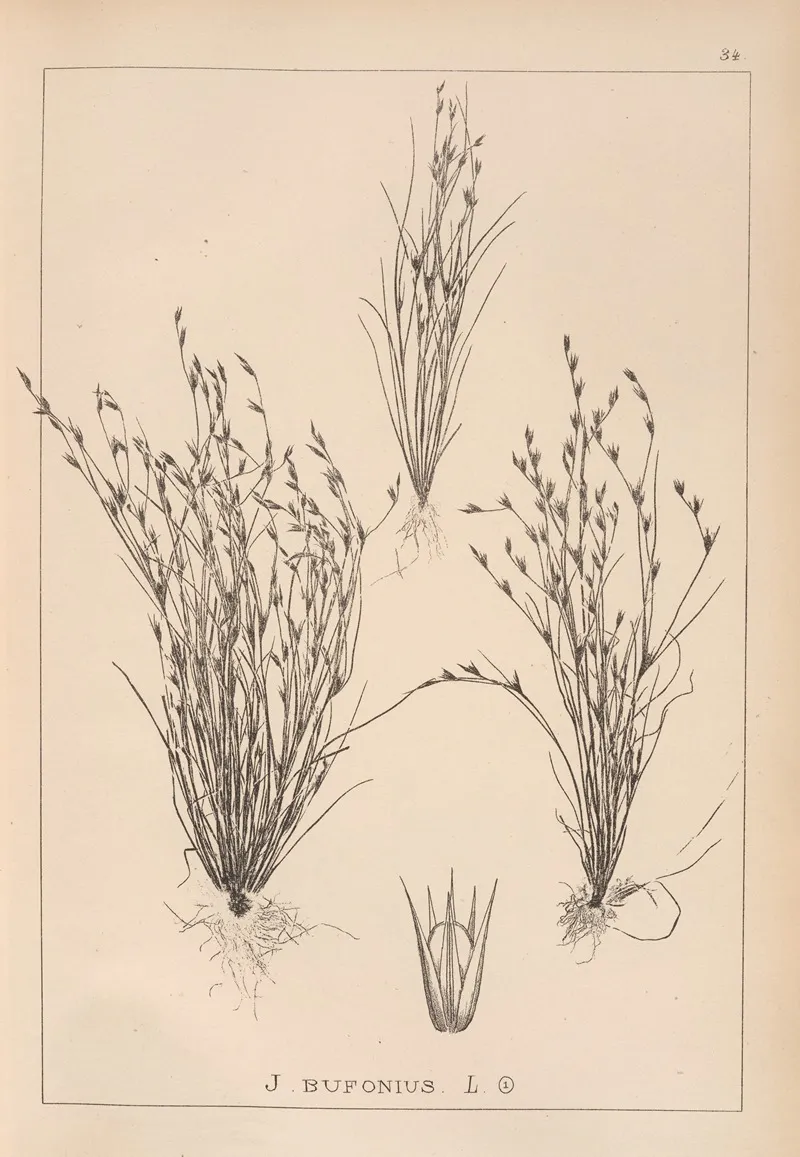 Herbier De La Flore Francaise Pl 1155 Wall Art by Louis Antoine Cusin - High-Resolution Digital Print
