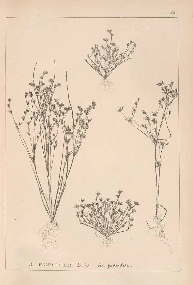 Herbier De La Flore Francaise Pl 1156 Wall Art by Louis Antoine Cusin - High-Resolution Digital Print