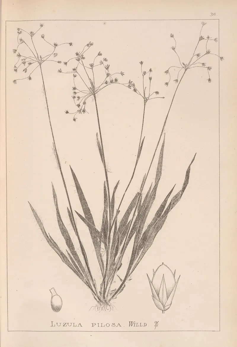 Herbier De La Flore Francaise Pl 1157 Wall Art by Louis Antoine Cusin - High-Resolution Digital Print