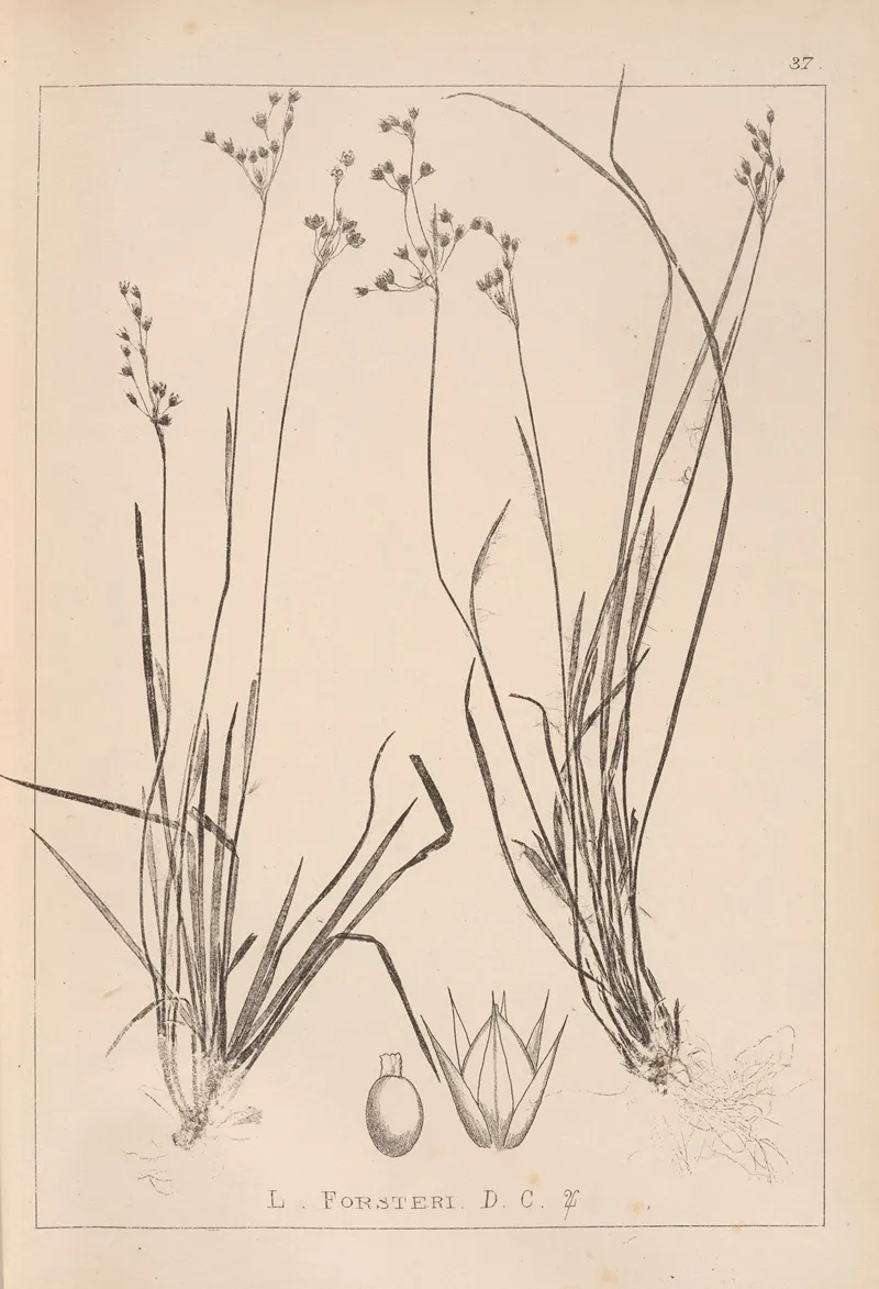 Herbier De La Flore Francaise Pl 1158 Wall Art by Louis Antoine Cusin - High-Resolution Digital Print