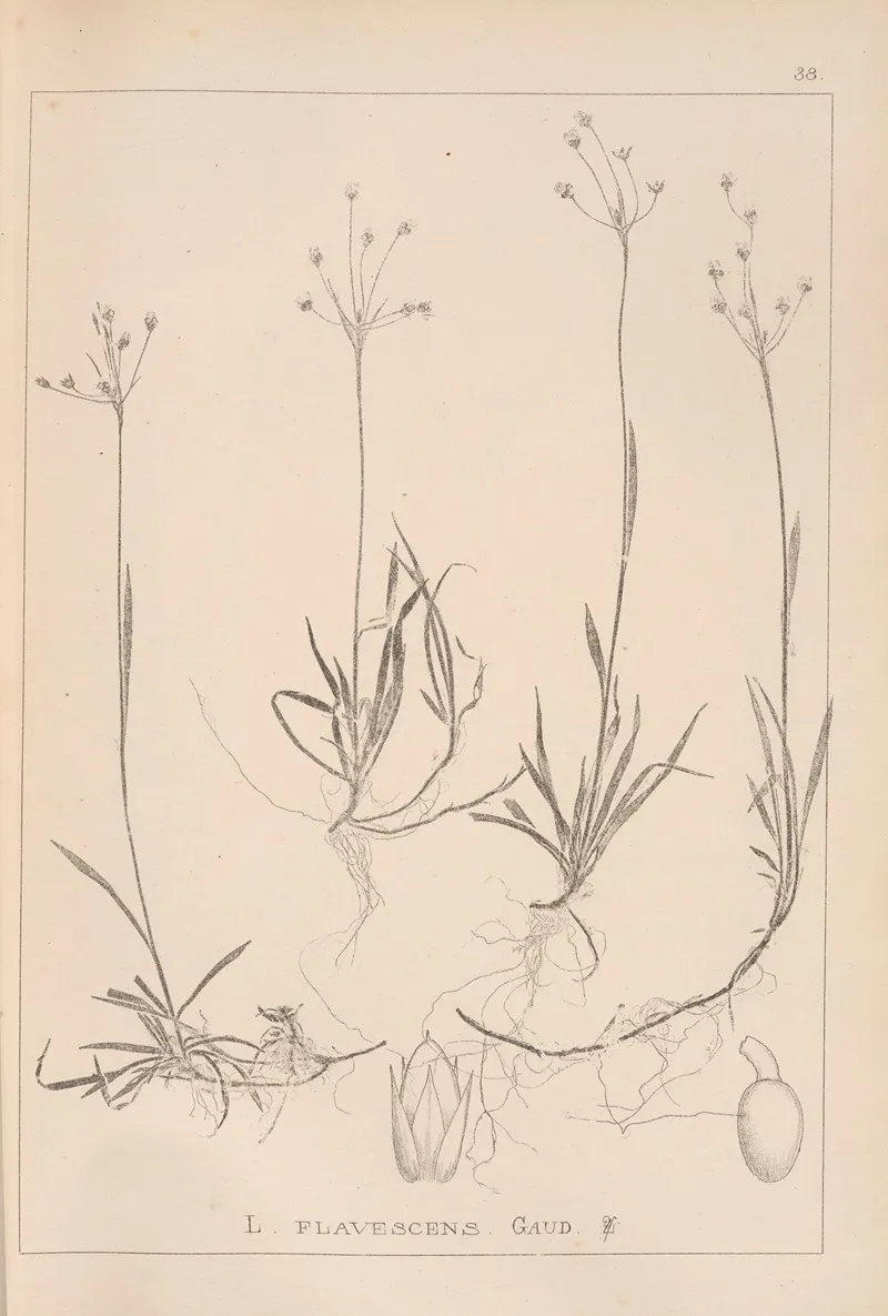 Herbier De La Flore Francaise Pl 1159 Wall Art by Louis Antoine Cusin - High-Resolution Digital Print