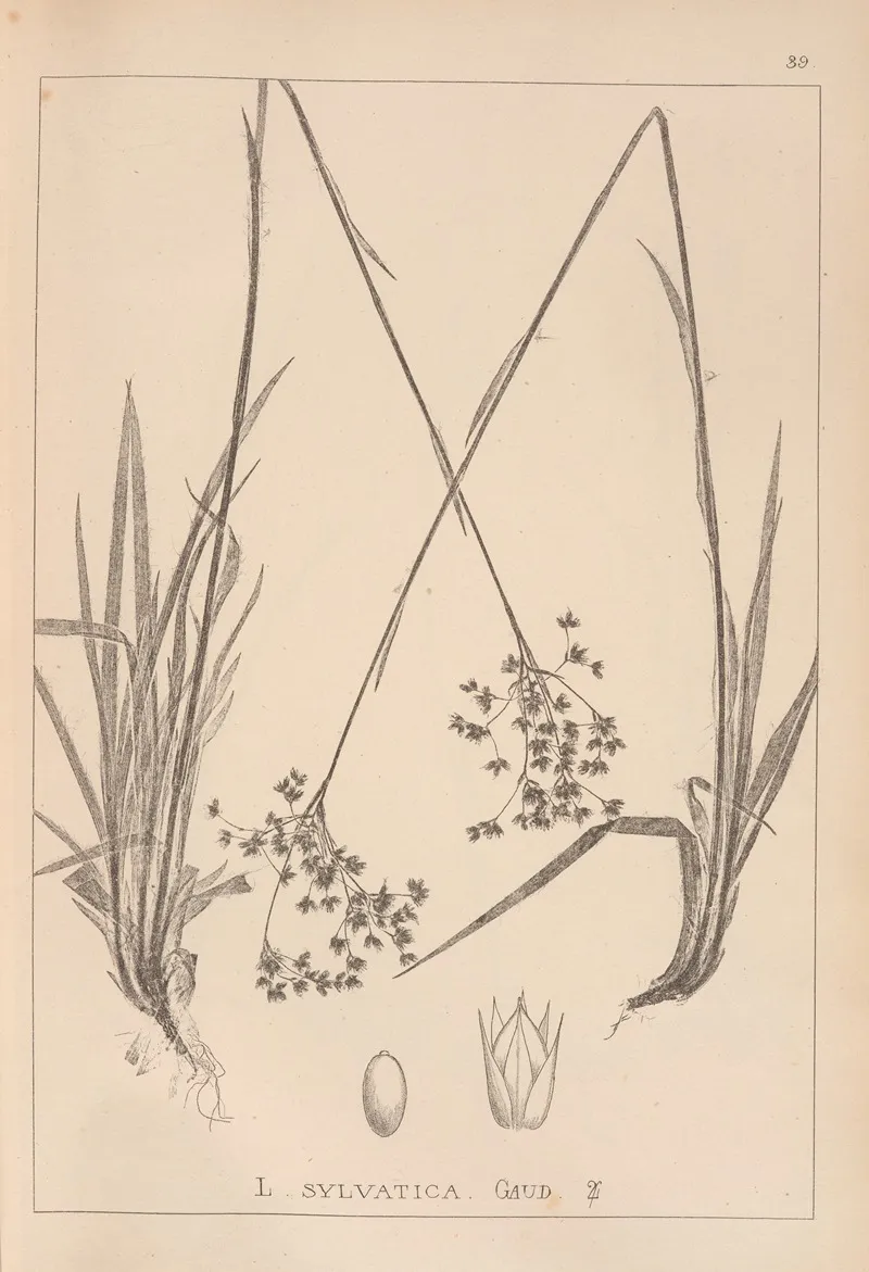 Herbier De La Flore Francaise Pl 1160 Wall Art by Louis Antoine Cusin - High-Resolution Digital Print
