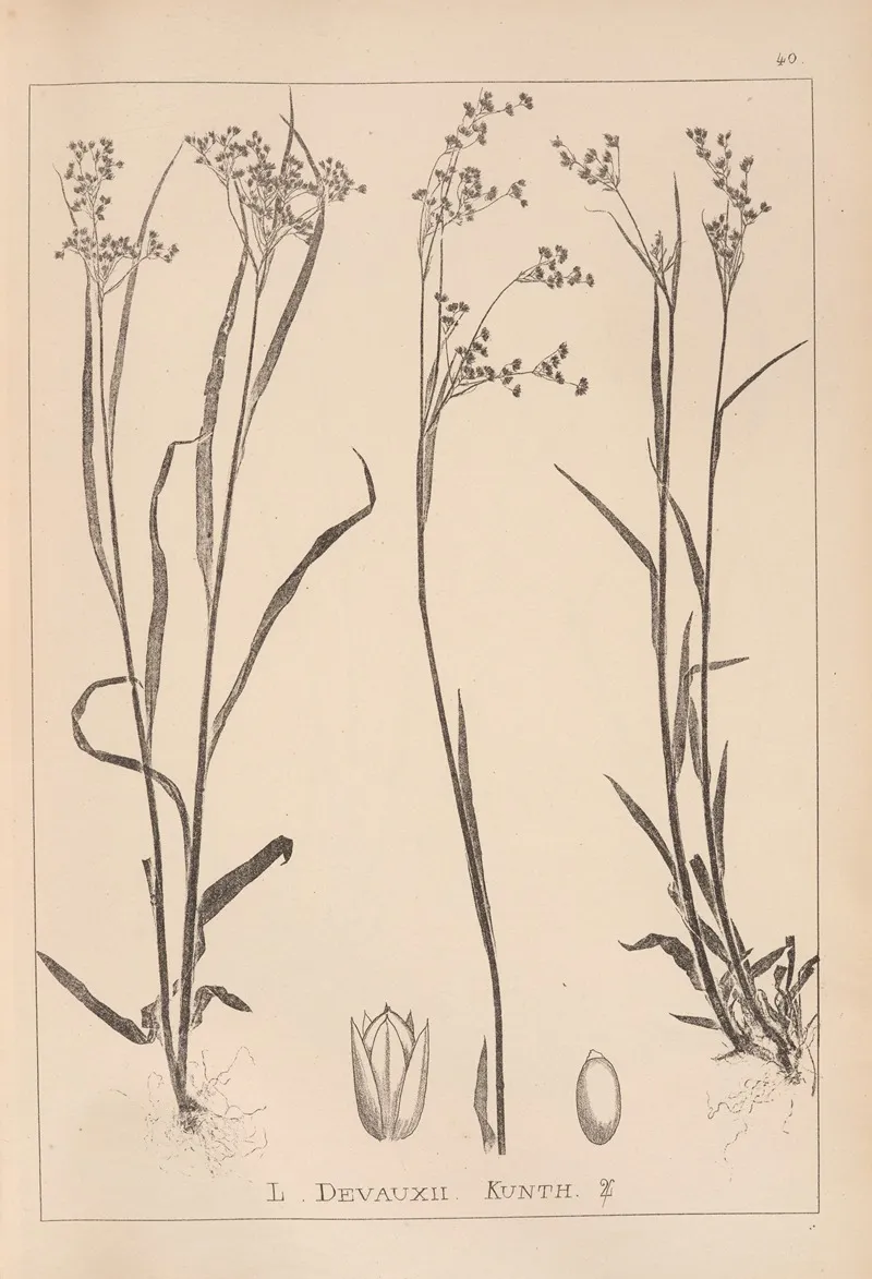 Herbier De La Flore Francaise Pl 1161 Wall Art by Louis Antoine Cusin - High-Resolution Digital Print