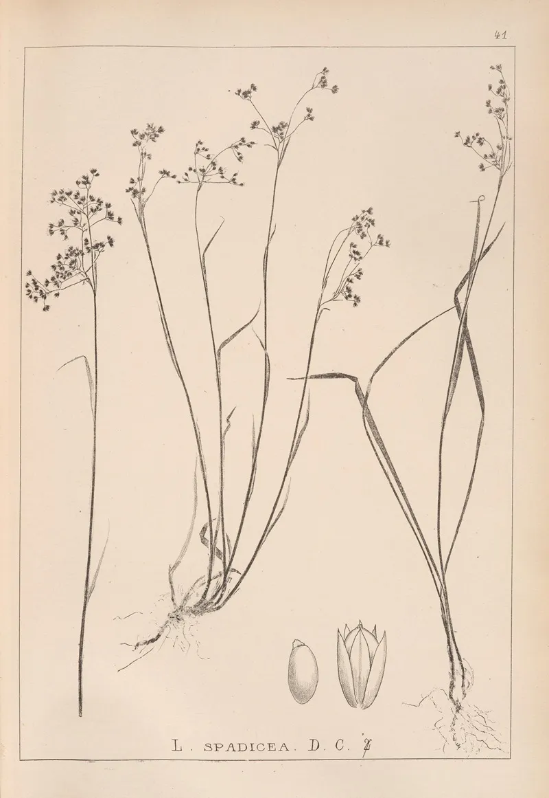 Herbier De La Flore Francaise Pl 1162 Wall Art by Louis Antoine Cusin - High-Resolution Digital Print