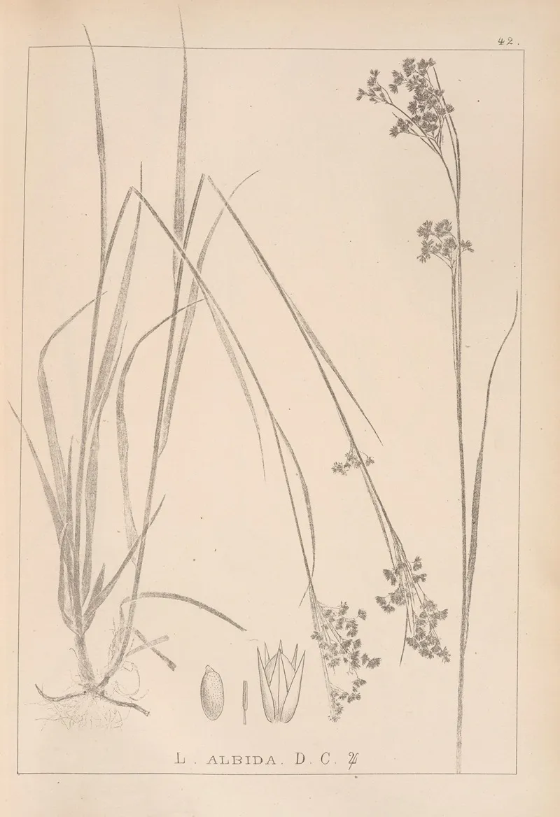 Herbier De La Flore Francaise Pl 1163 Wall Art by Louis Antoine Cusin - High-Resolution Digital Print