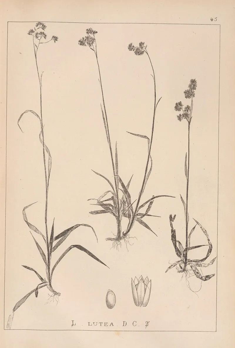Herbier De La Flore Francaise Pl 1165 Wall Art by Louis Antoine Cusin - High-Resolution Digital Print