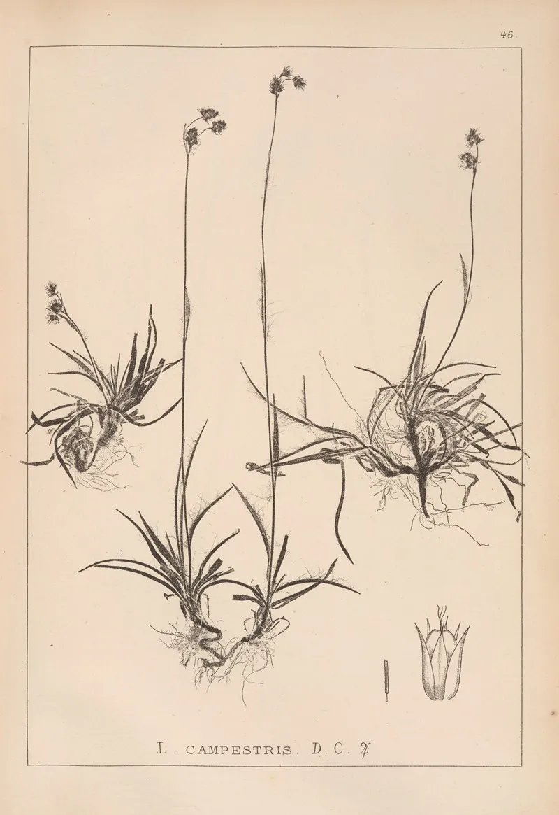 Herbier De La Flore Francaise Pl 1166 Wall Art by Louis Antoine Cusin - High-Resolution Digital Print