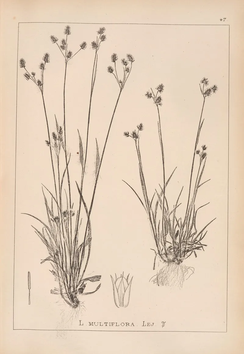 Herbier De La Flore Francaise Pl 1167 Wall Art by Louis Antoine Cusin - High-Resolution Digital Print