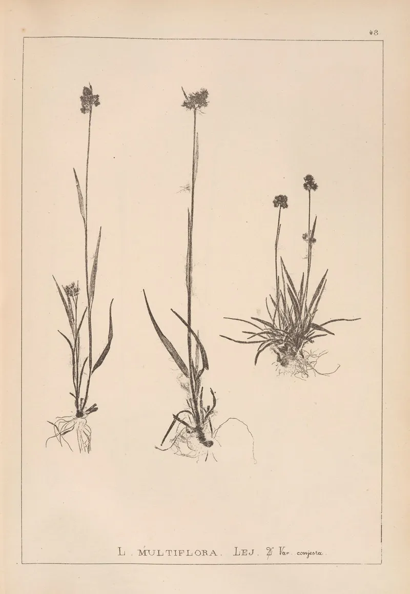 Herbier De La Flore Francaise Pl 1168 Wall Art by Louis Antoine Cusin - High-Resolution Digital Print