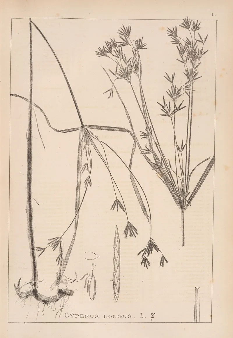 Herbier De La Flore Francaise Pl 1172 Wall Art by Louis Antoine Cusin - High-Resolution Digital Print