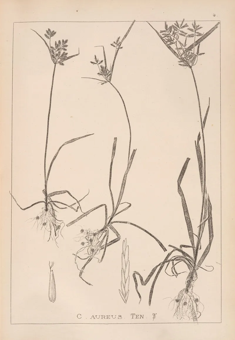 Herbier De La Flore Francaise Pl 1175 Wall Art by Louis Antoine Cusin - High-Resolution Digital Print