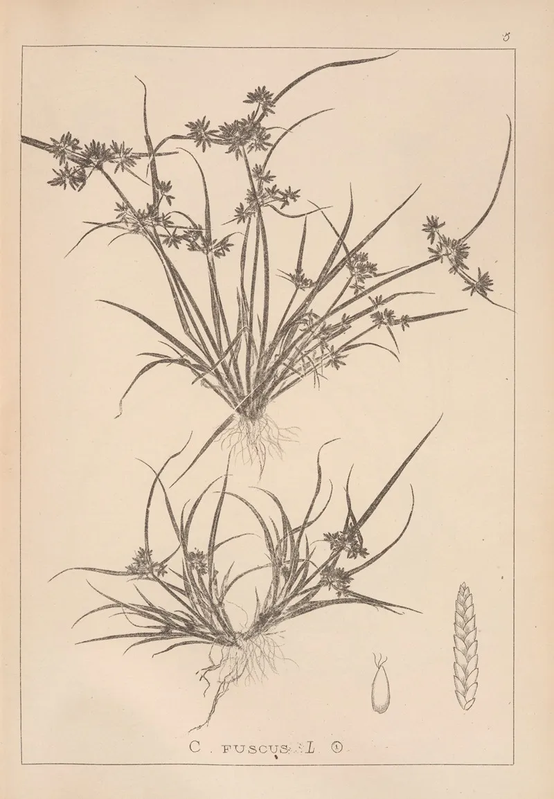 Herbier De La Flore Francaise Pl 1176 Wall Art by Louis Antoine Cusin - High-Resolution Digital Print