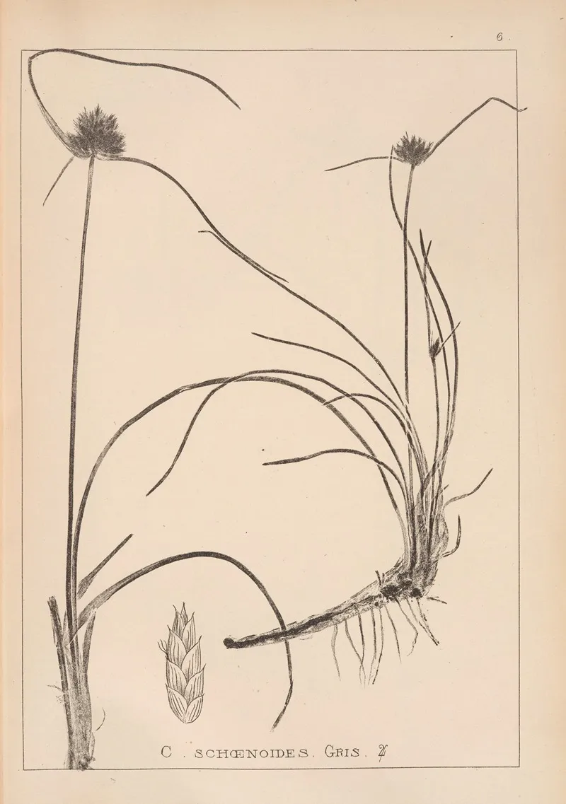 Herbier De La Flore Francaise Pl 1177 Wall Art by Louis Antoine Cusin - High-Resolution Digital Print