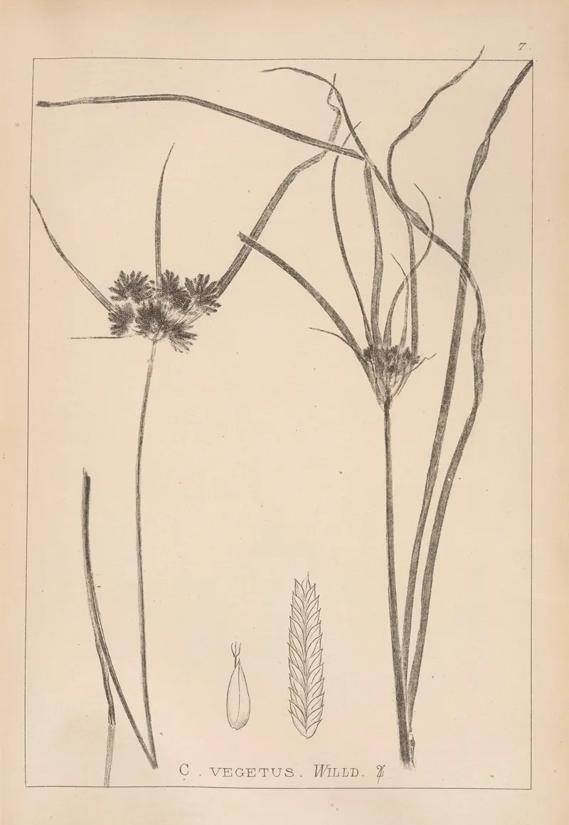Herbier De La Flore Francaise Pl 1178 Wall Art by Louis Antoine Cusin - High-Resolution Digital Print