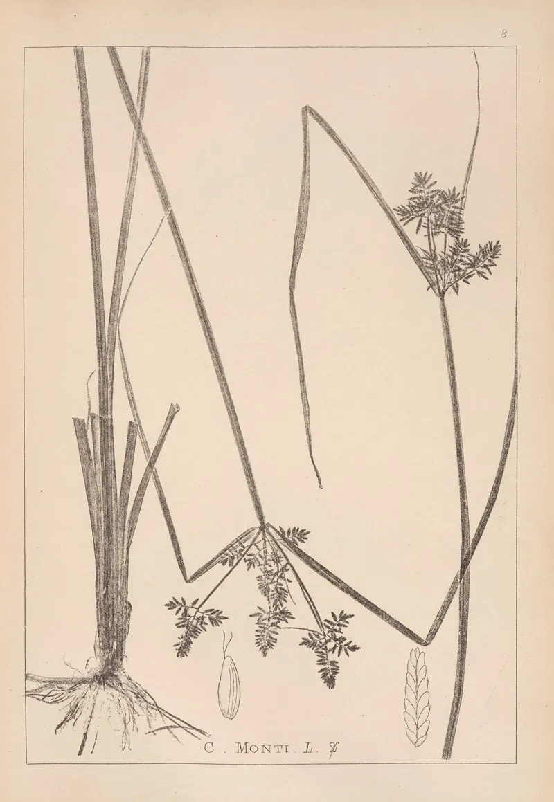 Herbier De La Flore Francaise Pl 1179 Wall Art by Louis Antoine Cusin - High-Resolution Digital Print