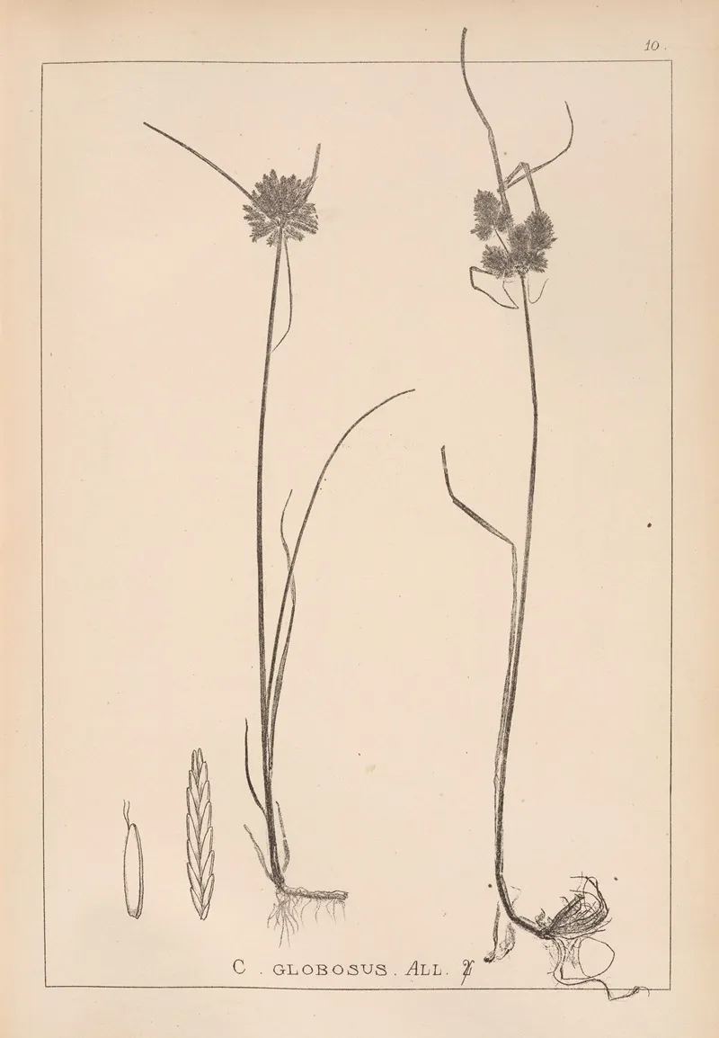 Herbier De La Flore Francaise Pl 1181 Wall Art by Louis Antoine Cusin - High-Resolution Digital Print