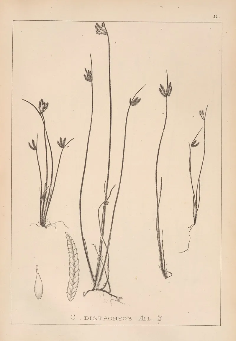 Herbier De La Flore Francaise Pl 1182 Wall Art by Louis Antoine Cusin - High-Resolution Digital Print