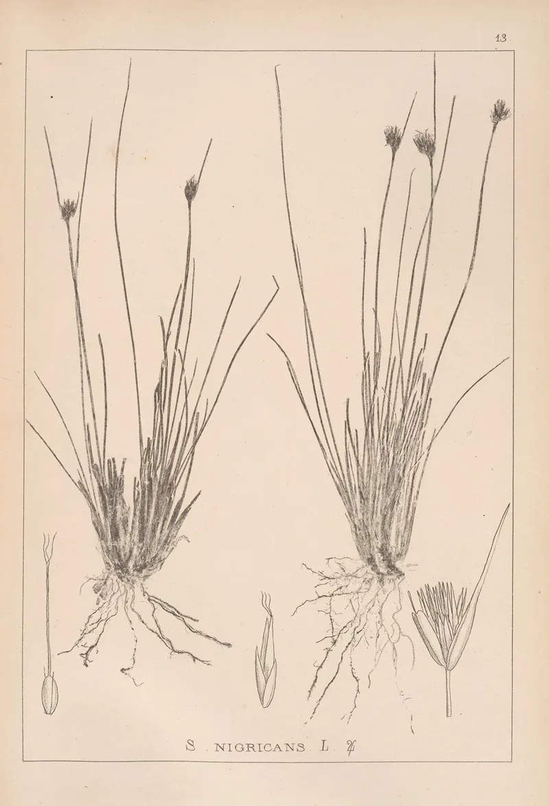 Herbier De La Flore Francaise Pl 1184 Wall Art by Louis Antoine Cusin - High-Resolution Digital Print