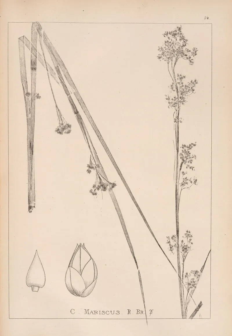 Herbier De La Flore Francaise Pl 1185 Wall Art by Louis Antoine Cusin - High-Resolution Digital Print